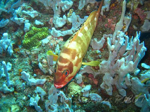 Mérou rayé - Epinephelus fasciatus.JPG